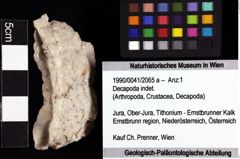 Foto (Objket + Etiketten) von Decapoda indet. 